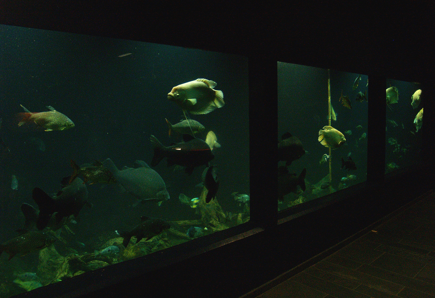 Fish species in tank in Biochron at old Dierenpark Emmen?