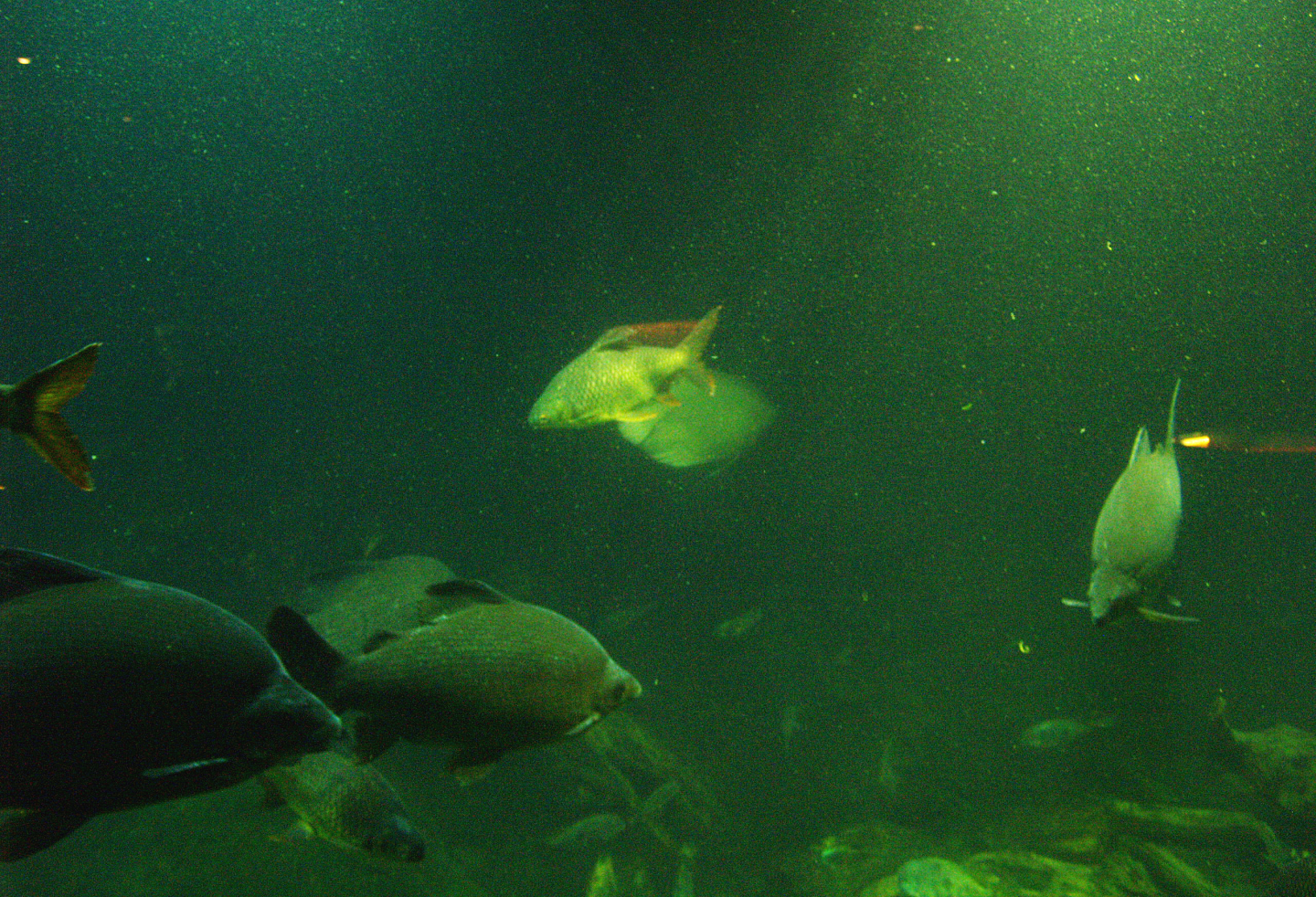 Fish species in tank in Biochron at old Dierenpark Emmen?