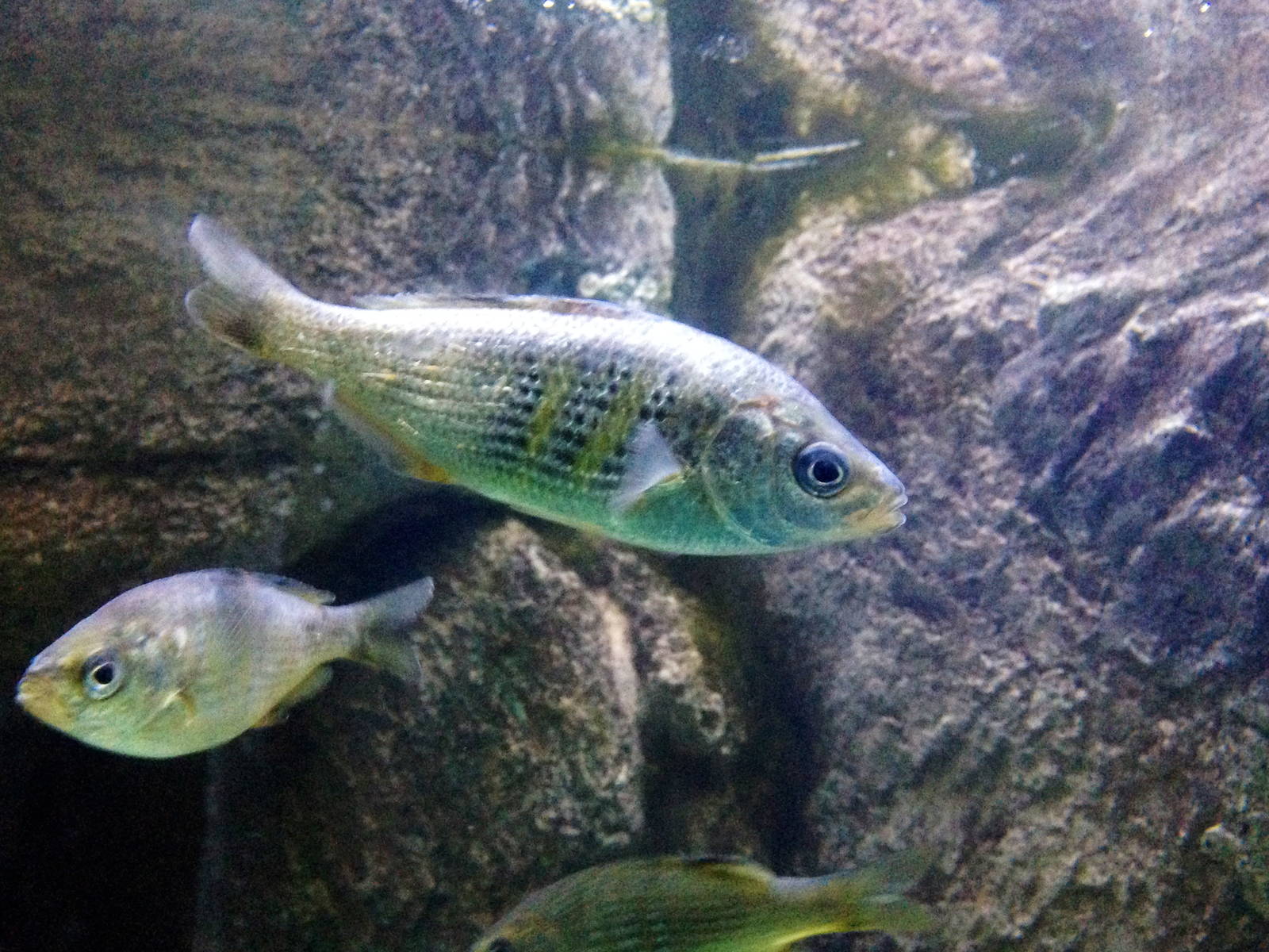 Fish Species?
