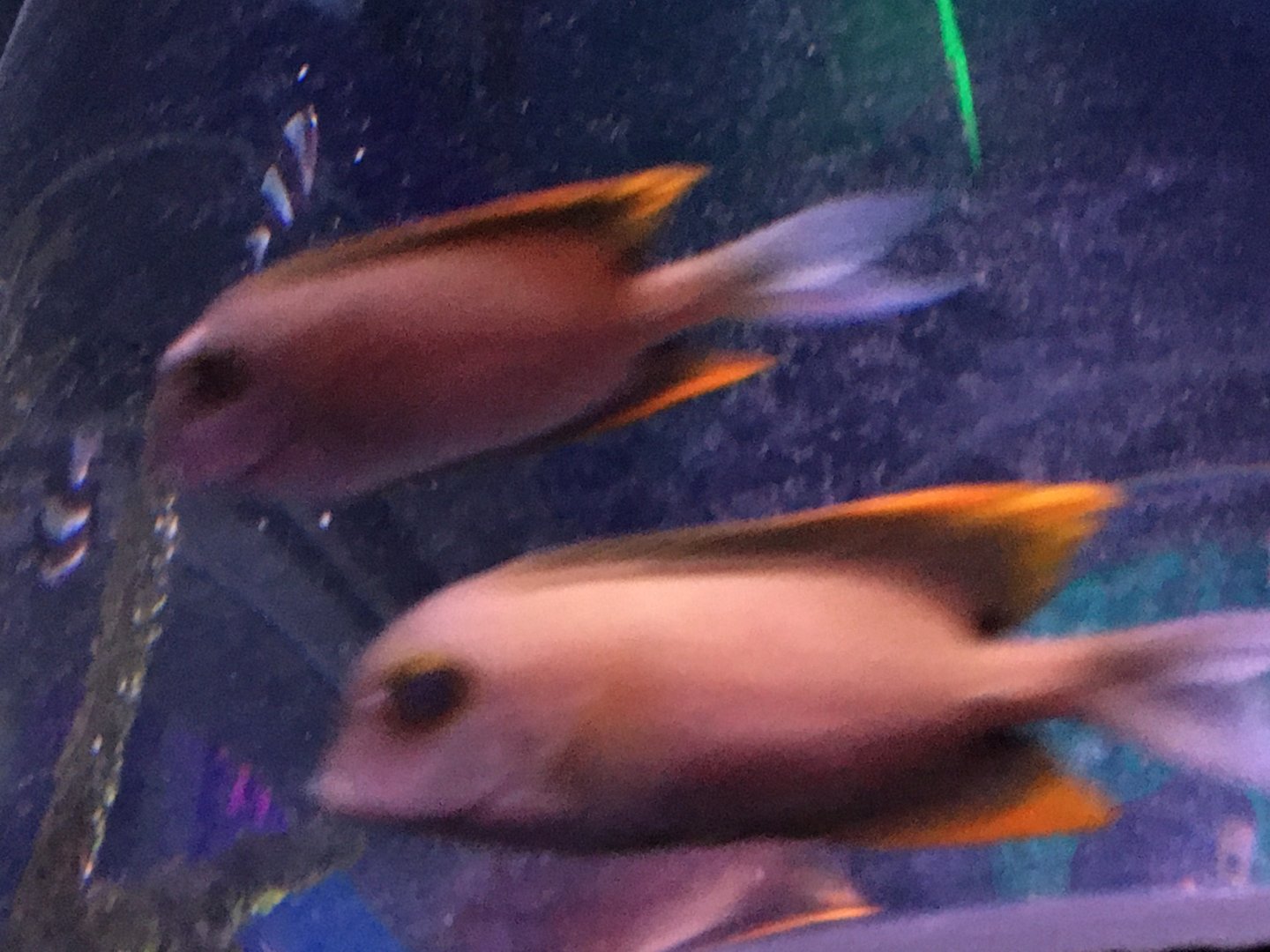 Fish Species?