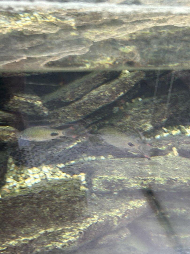 Fish swimming with the gharials