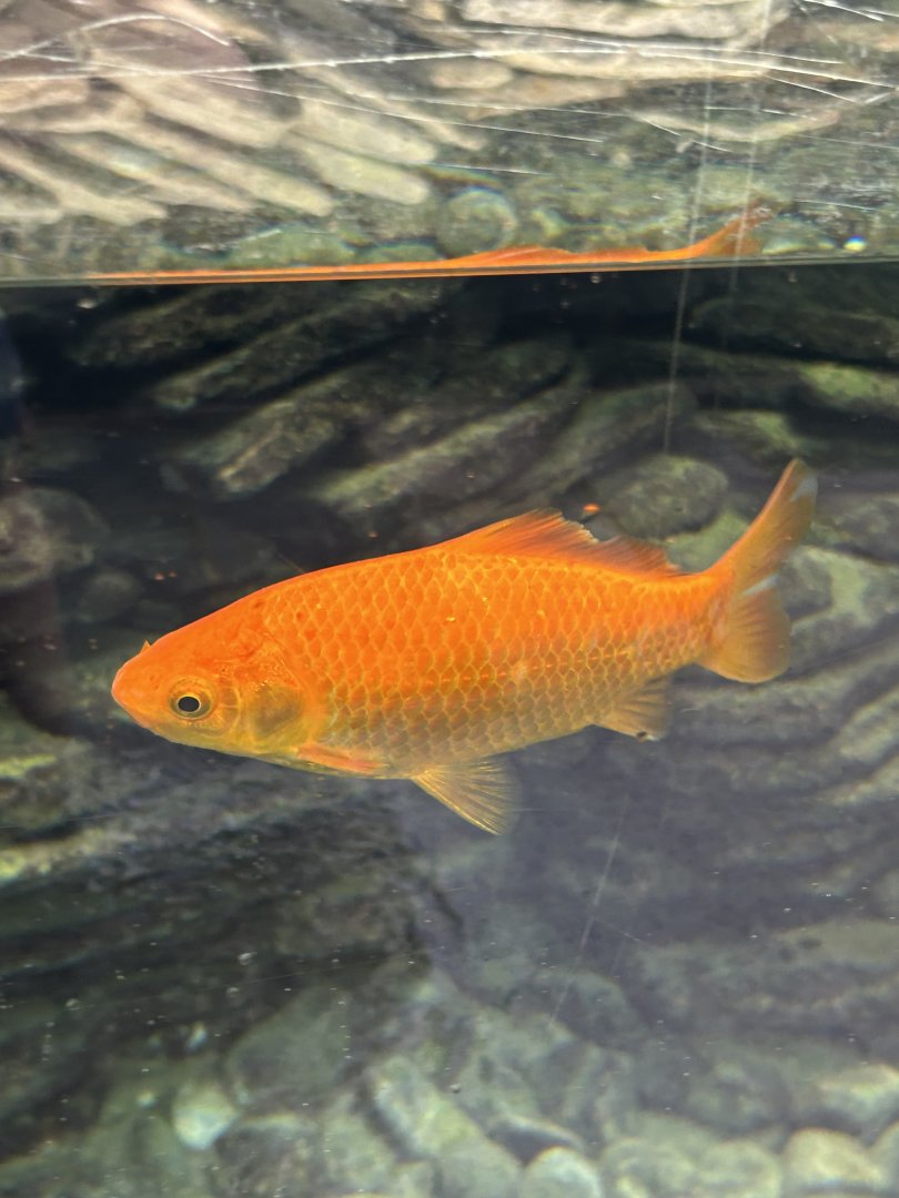 Fish swimming with the gharials