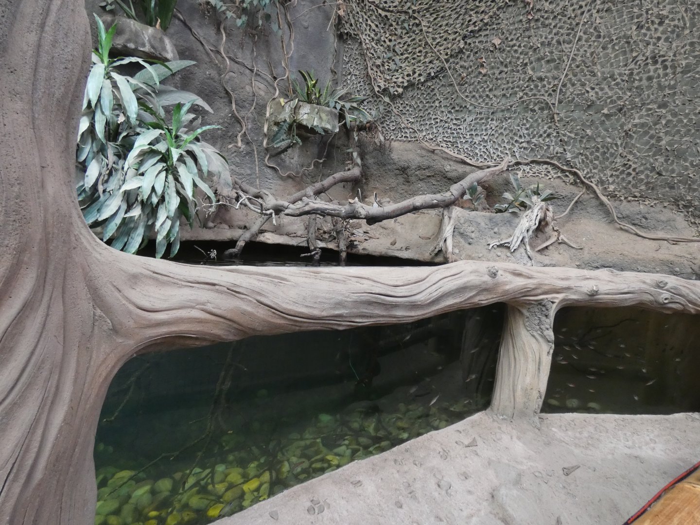 Fish Tank in Elephant House