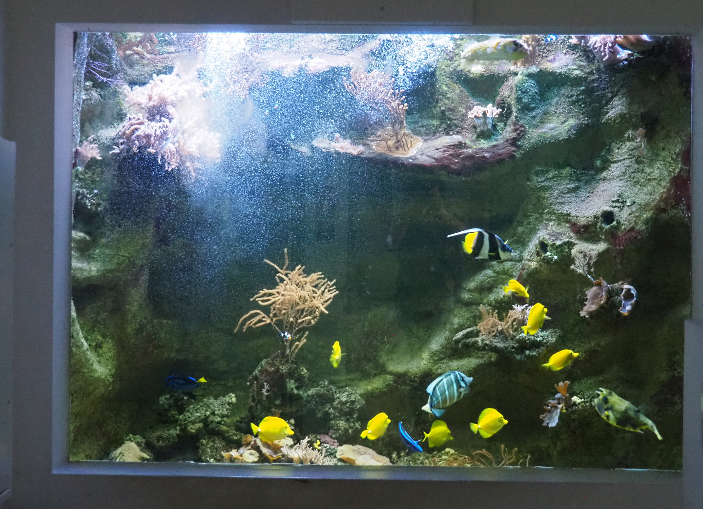 Fish tank in the disabled toilet in the aquarium building, 2022-09-15