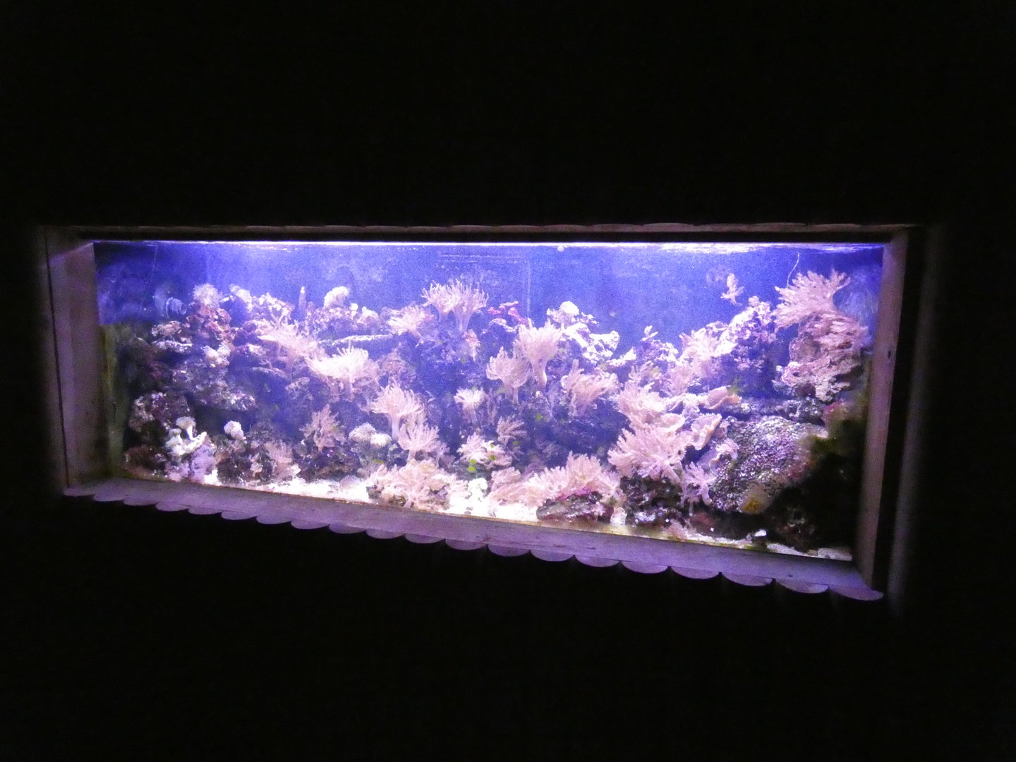 Fish tank in the entrance to the Endeavour Tropical House