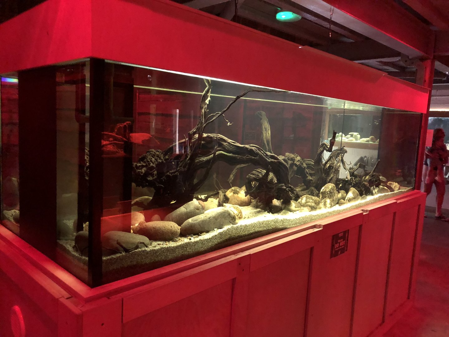 Fish Tank in the Nocturnal House at Cannon Hall Farm (September 2023)