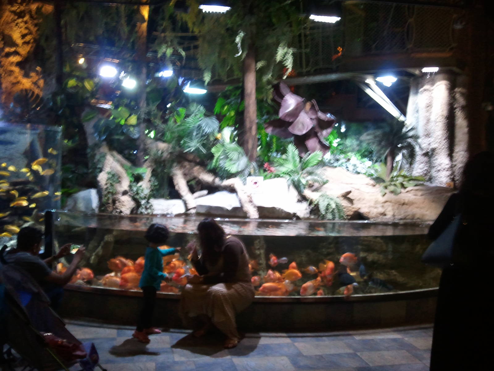 Fish Tank in Underwater Zoo