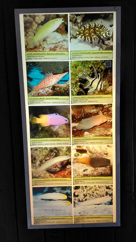 Fish tank - species list #1