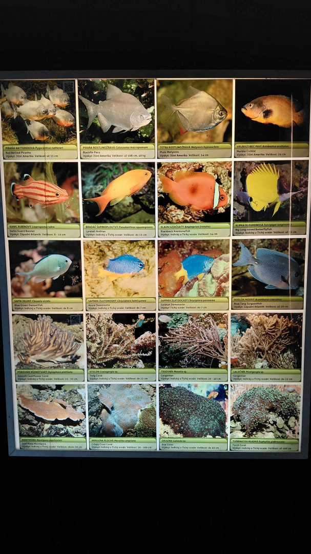 Fish tank - species list #5