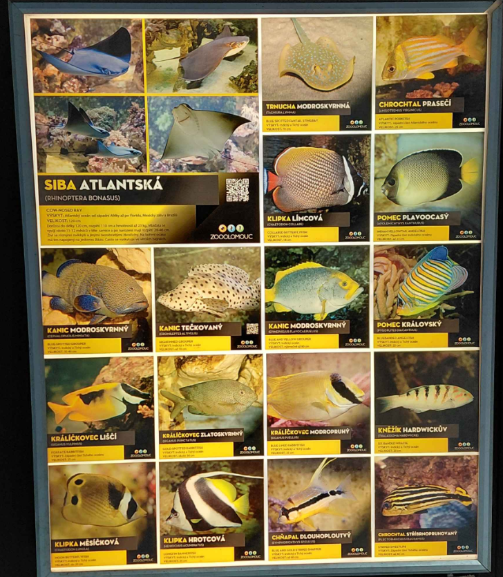 Fish tank - species list #6