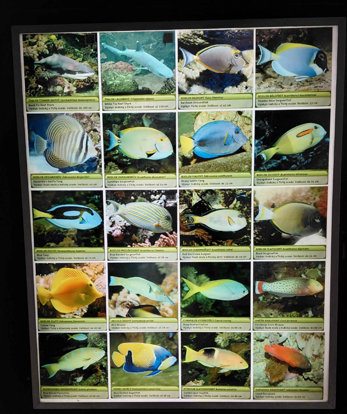 Fish tank - species list #7