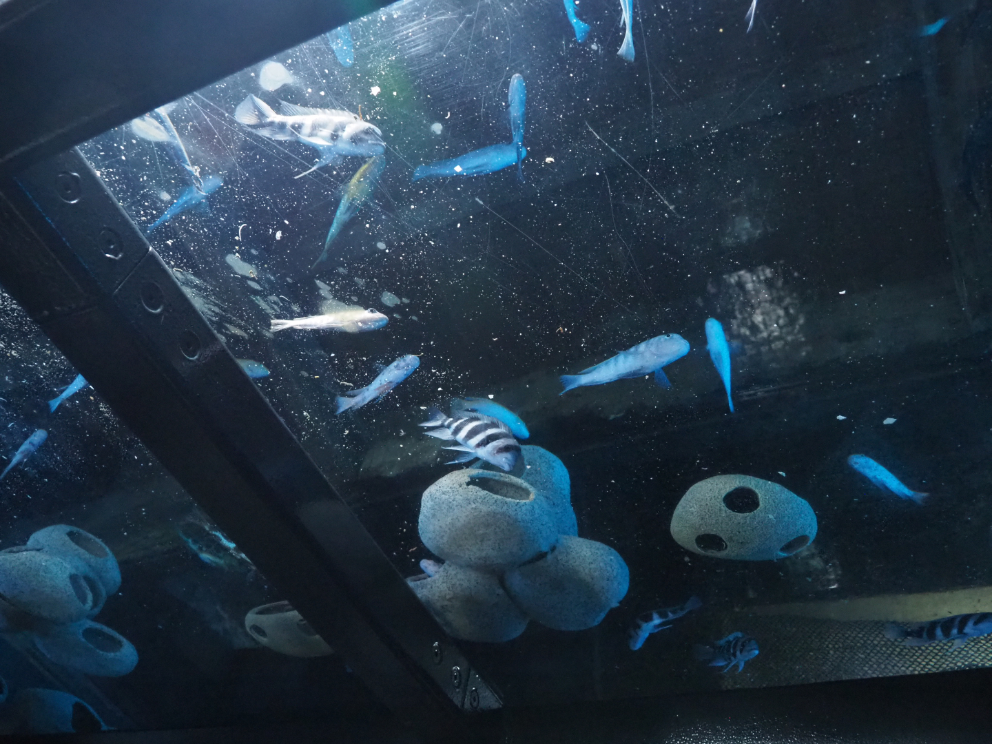 Fish tank with African cichlids above men's restroom, 2020-09-03