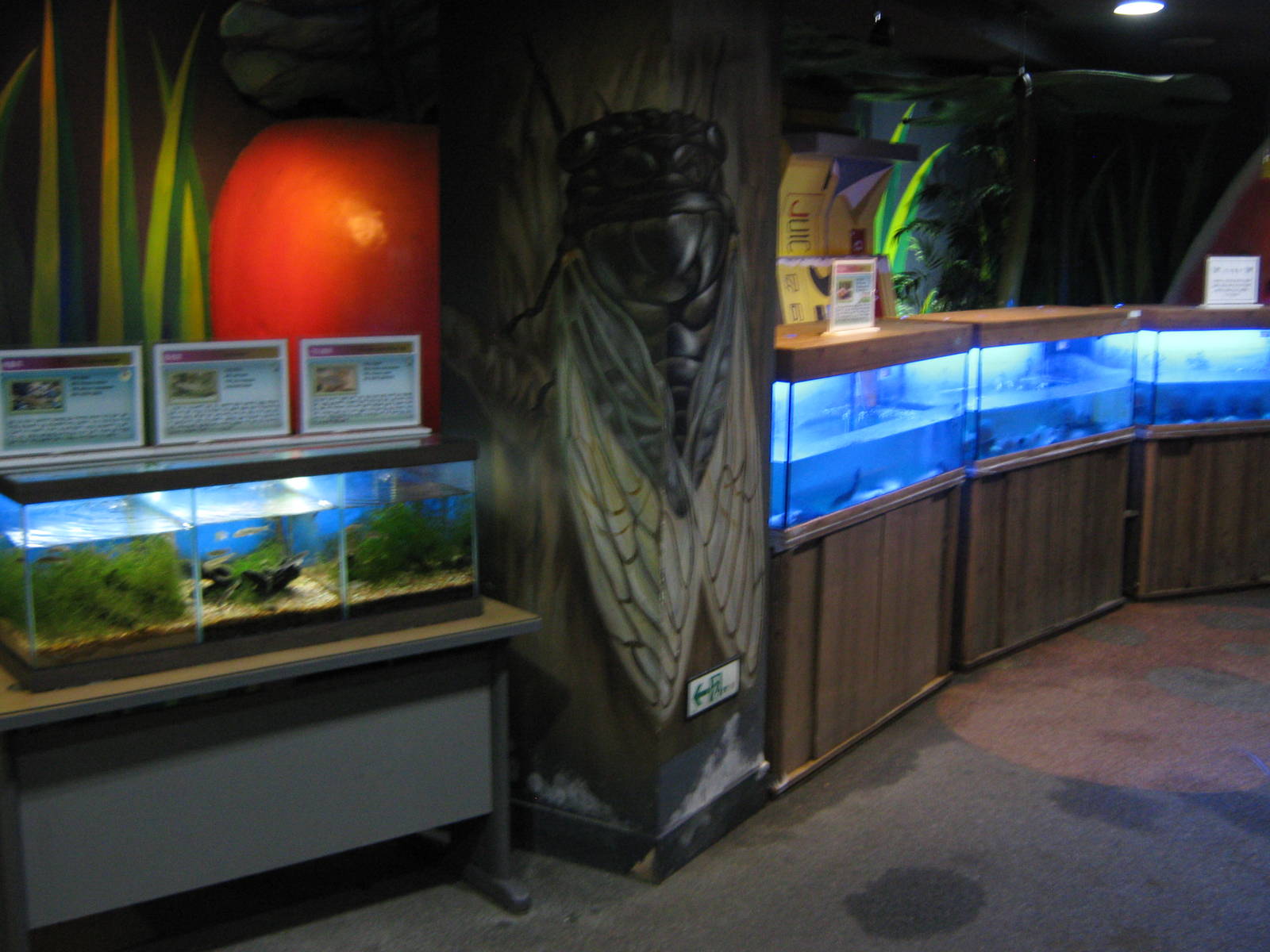 fish tanks in the Insectarium