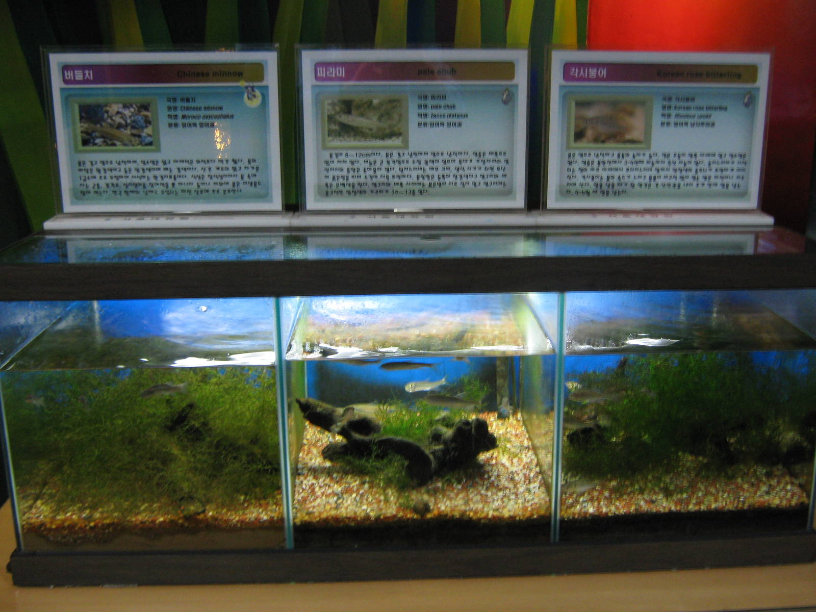 fish tanks in the Insectarium