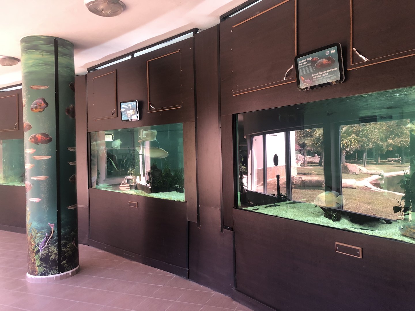 Fish Tanks in the South America House