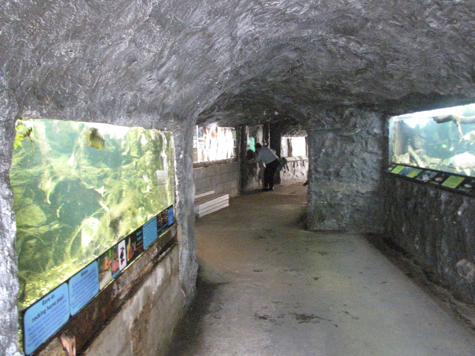 Fish tanks in the Time Zone tunnel