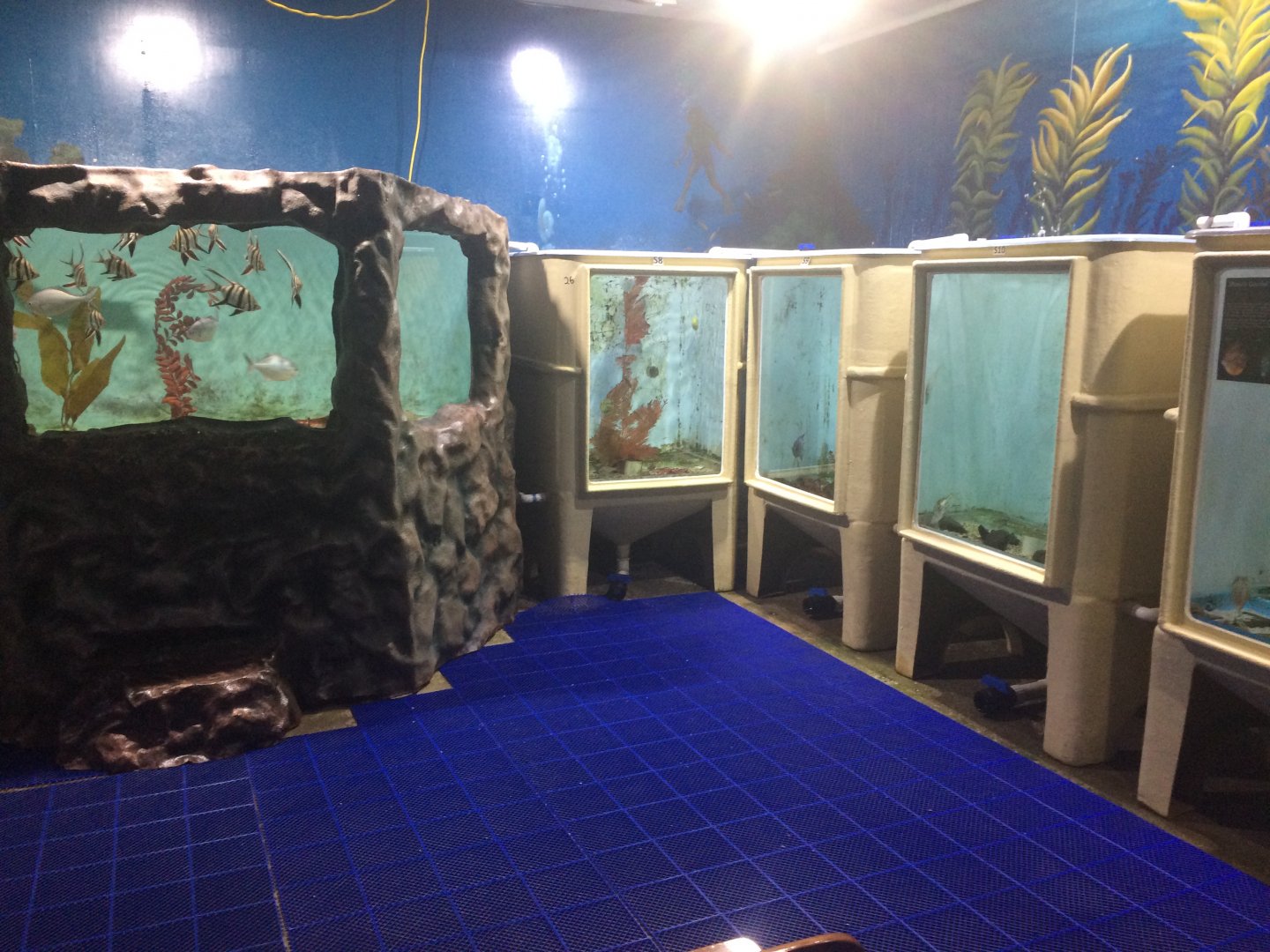 Fish tanks