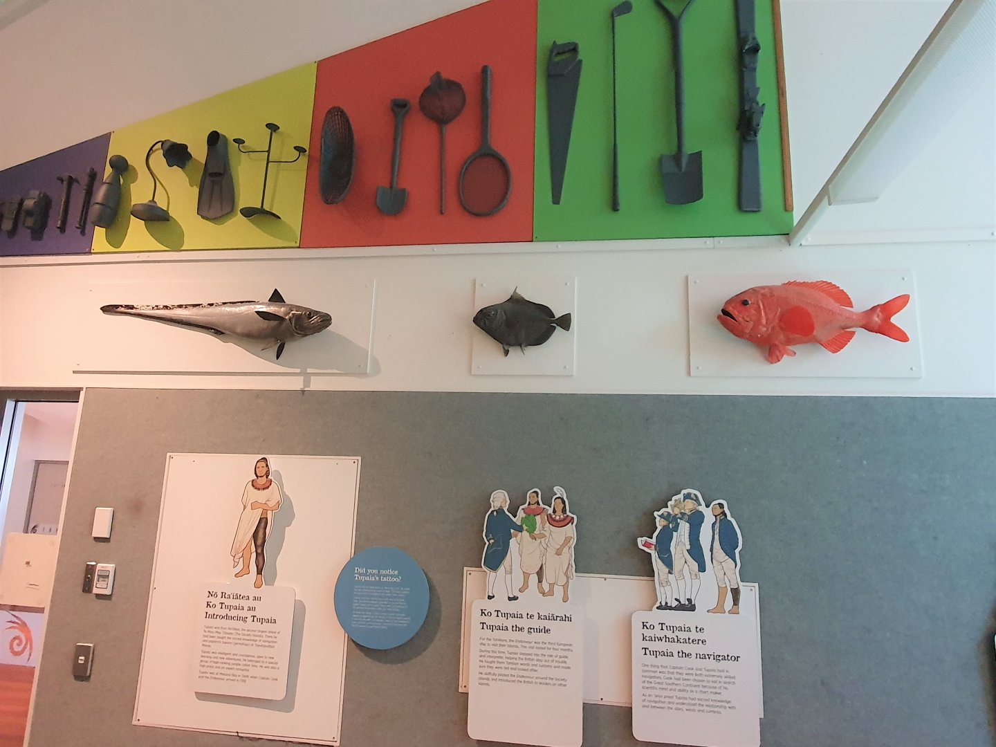 Fish taxidermy ID, Nelson Provincial Museum