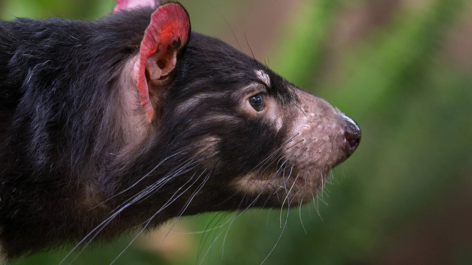 Fish the Tasmanian Devil on the lookout for bunches of lavendar