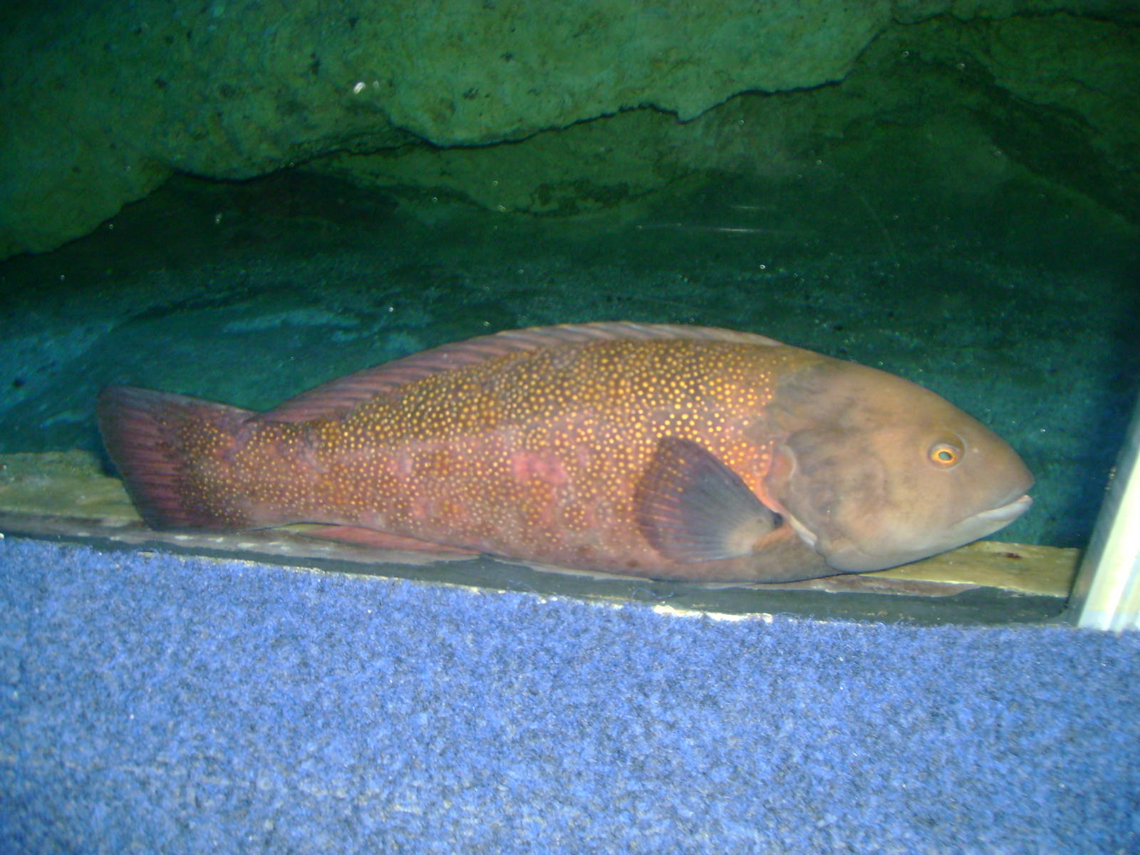 Fish - unsure of species.