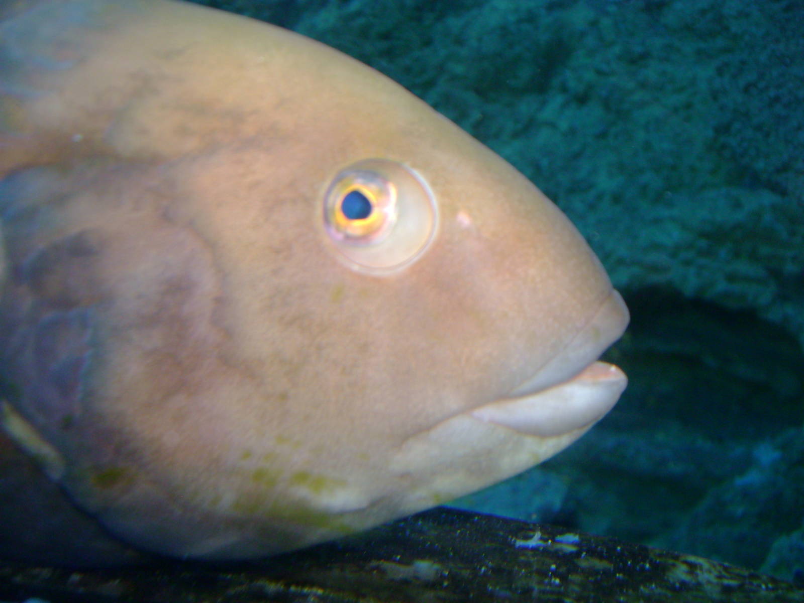 Fish - unsure of species.