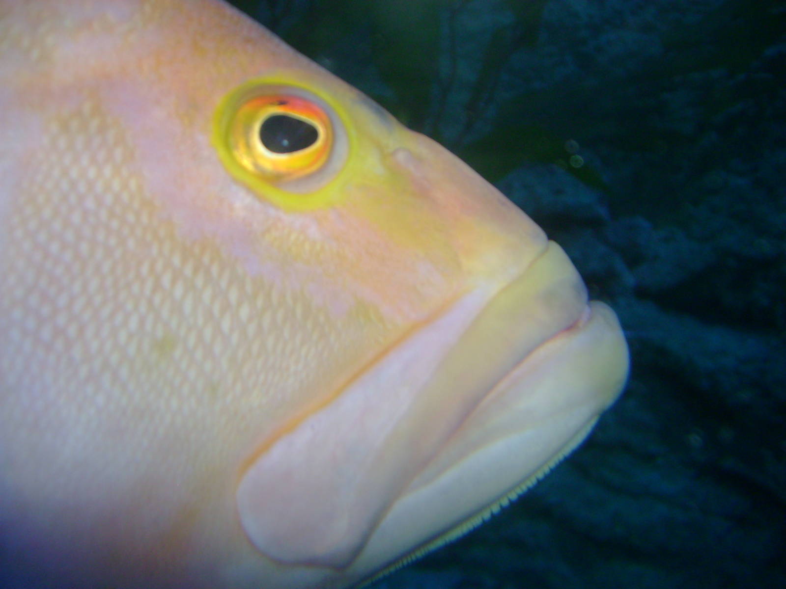 Fish - unsure of species.