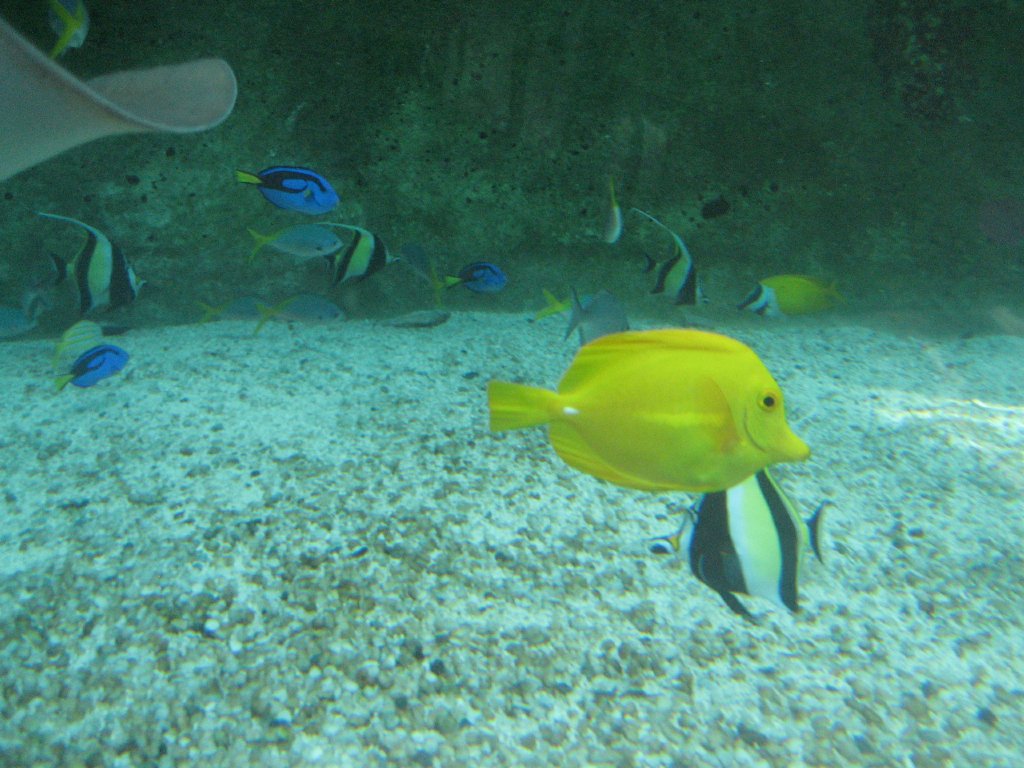 Fish varieties in Oceanarium