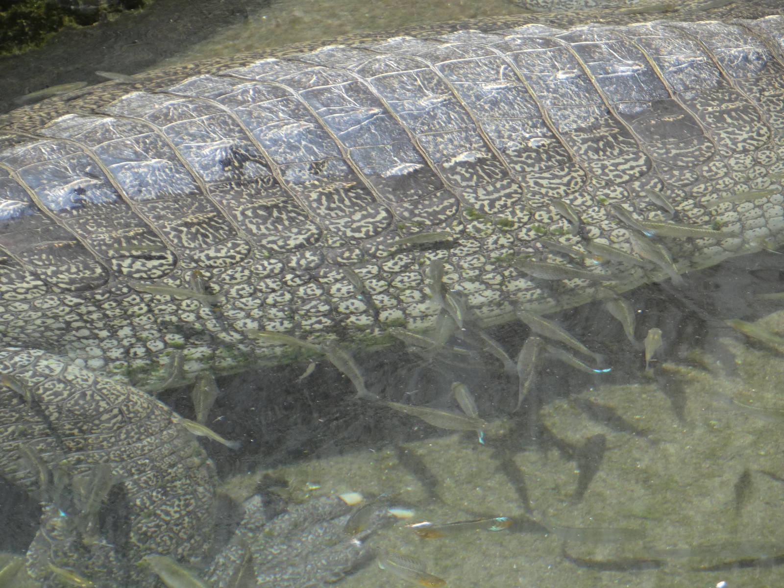Fish with gharial