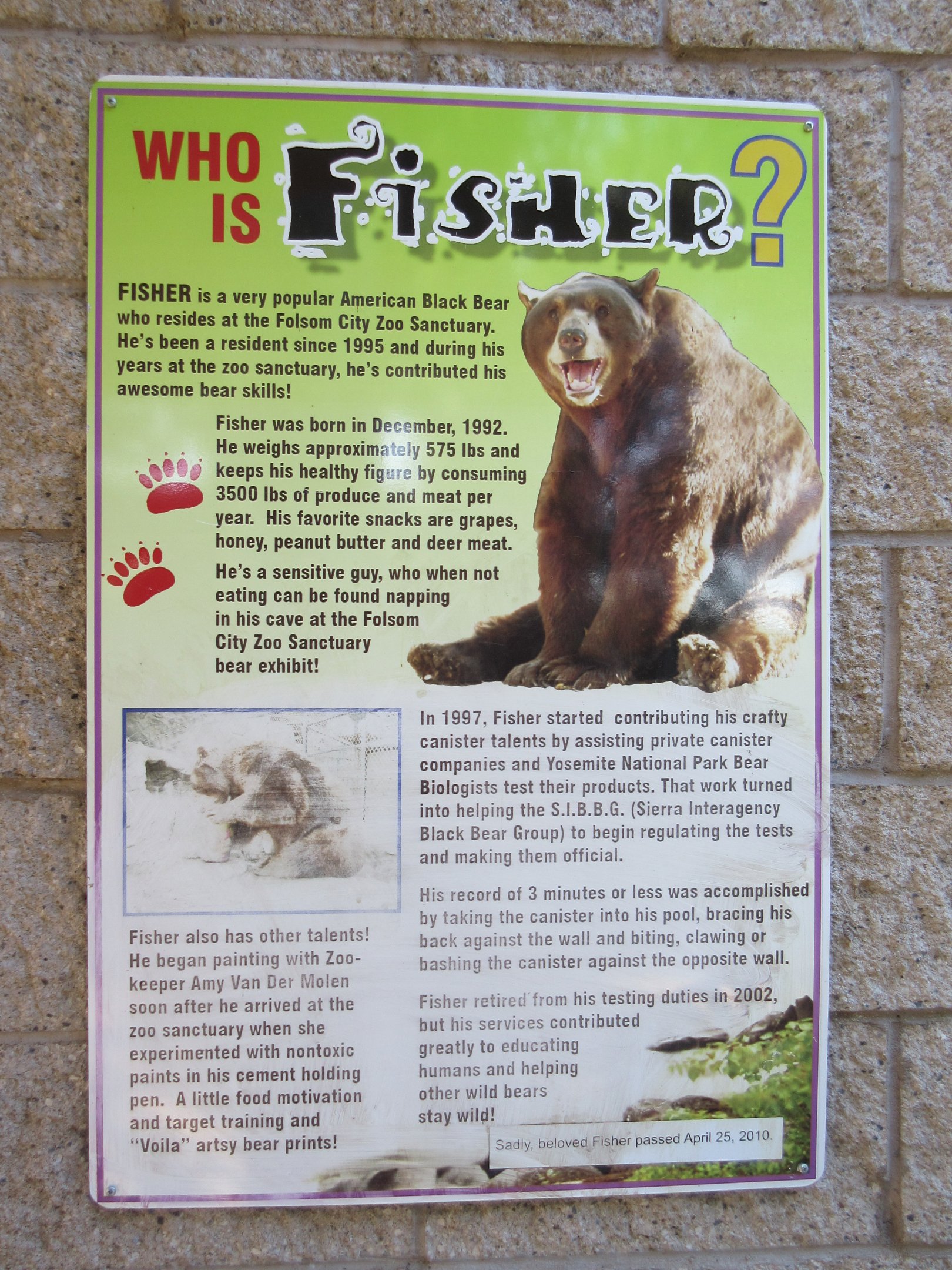 Fisher - a famous zoo animal