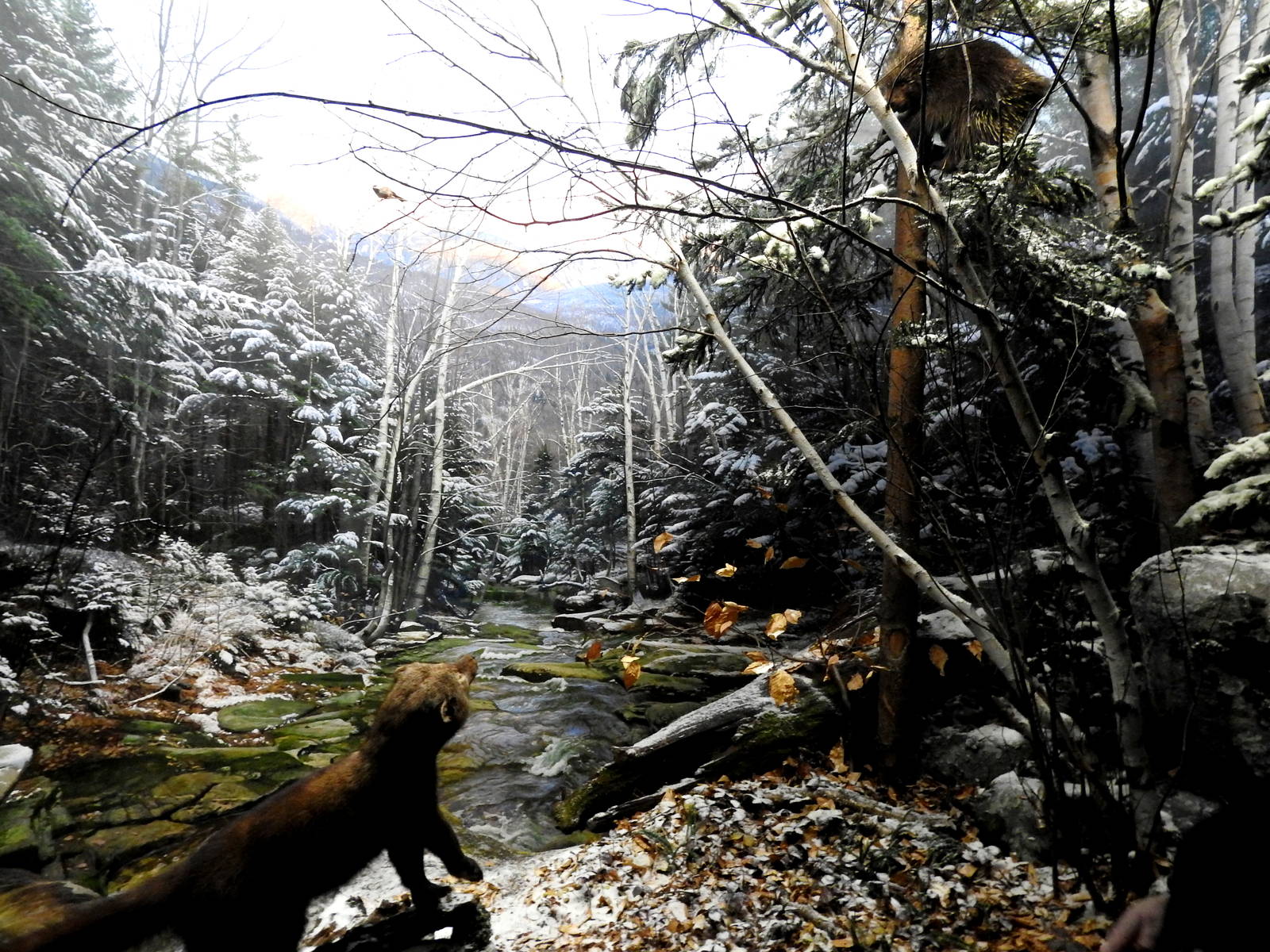 Fisher and North American Porcupine