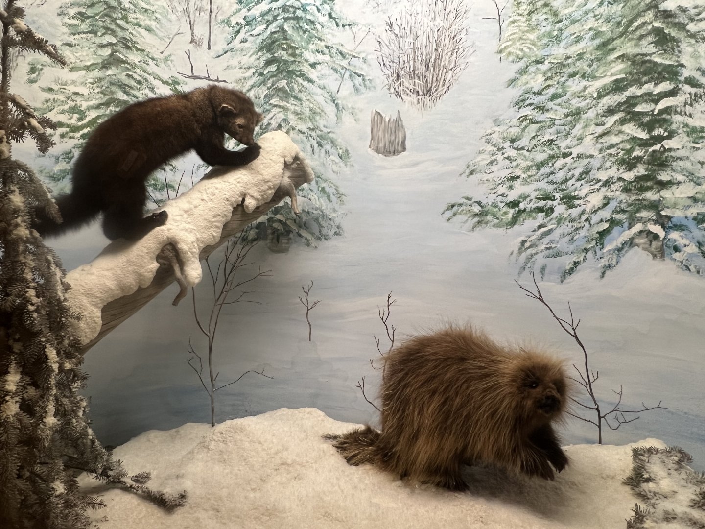 Fisher and Porcupine