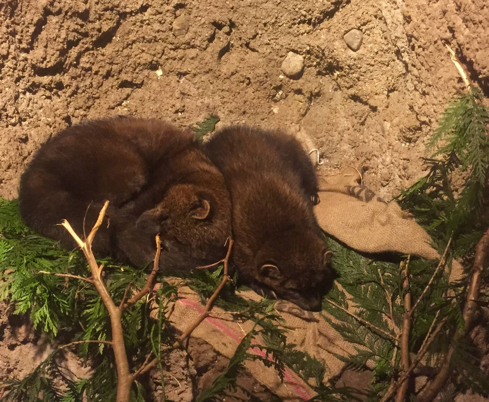 Fisher Exhibit - Den View