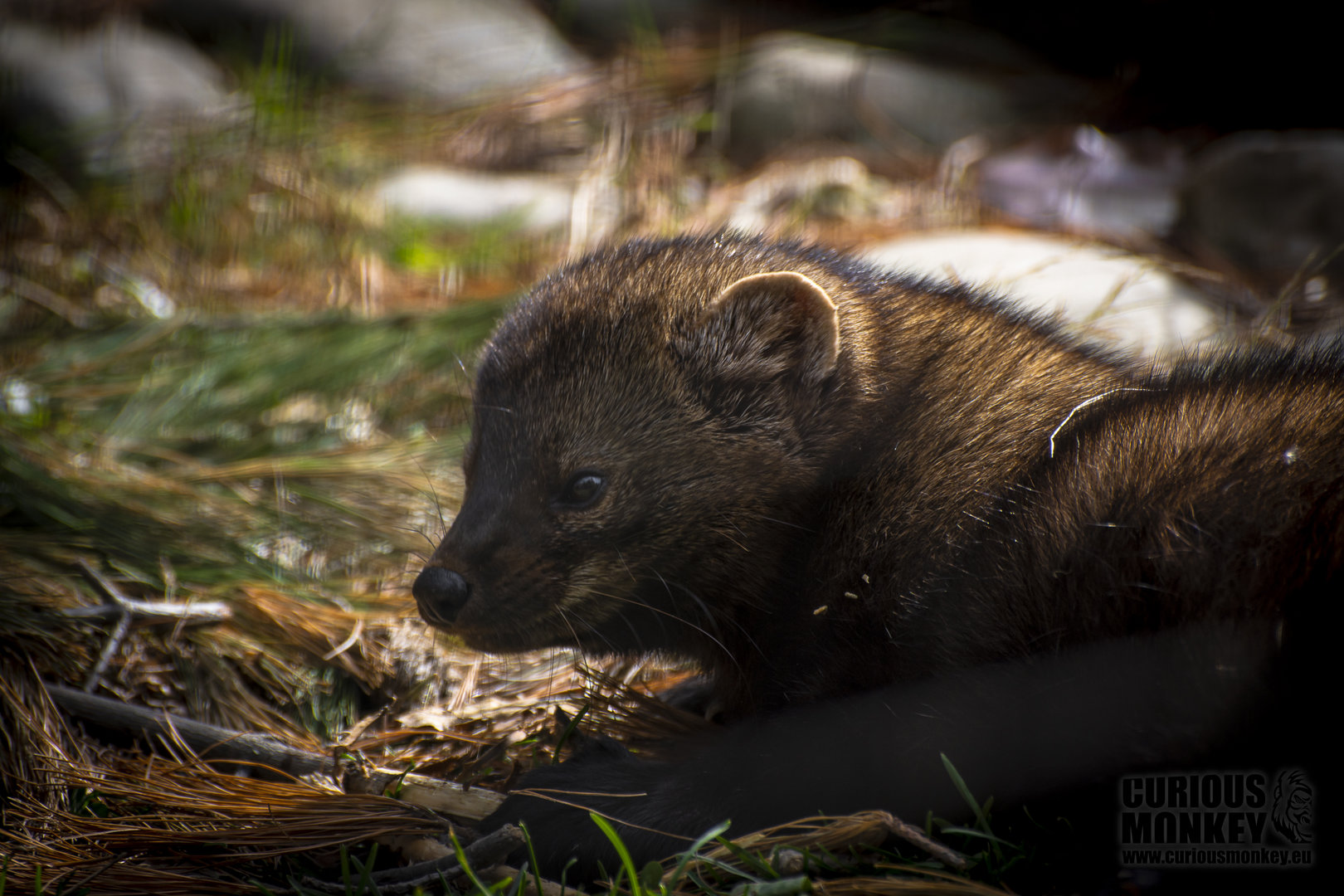 Fisher (martes pennanti) 11/19
