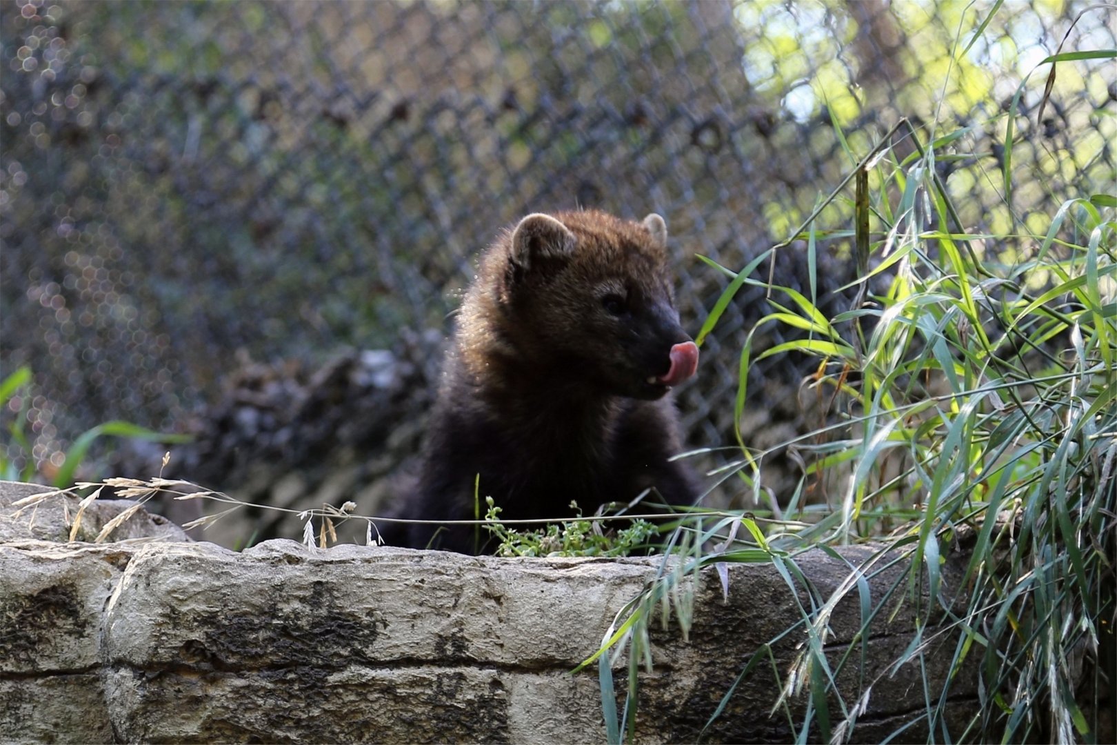 Fisher (Martes pennanti)