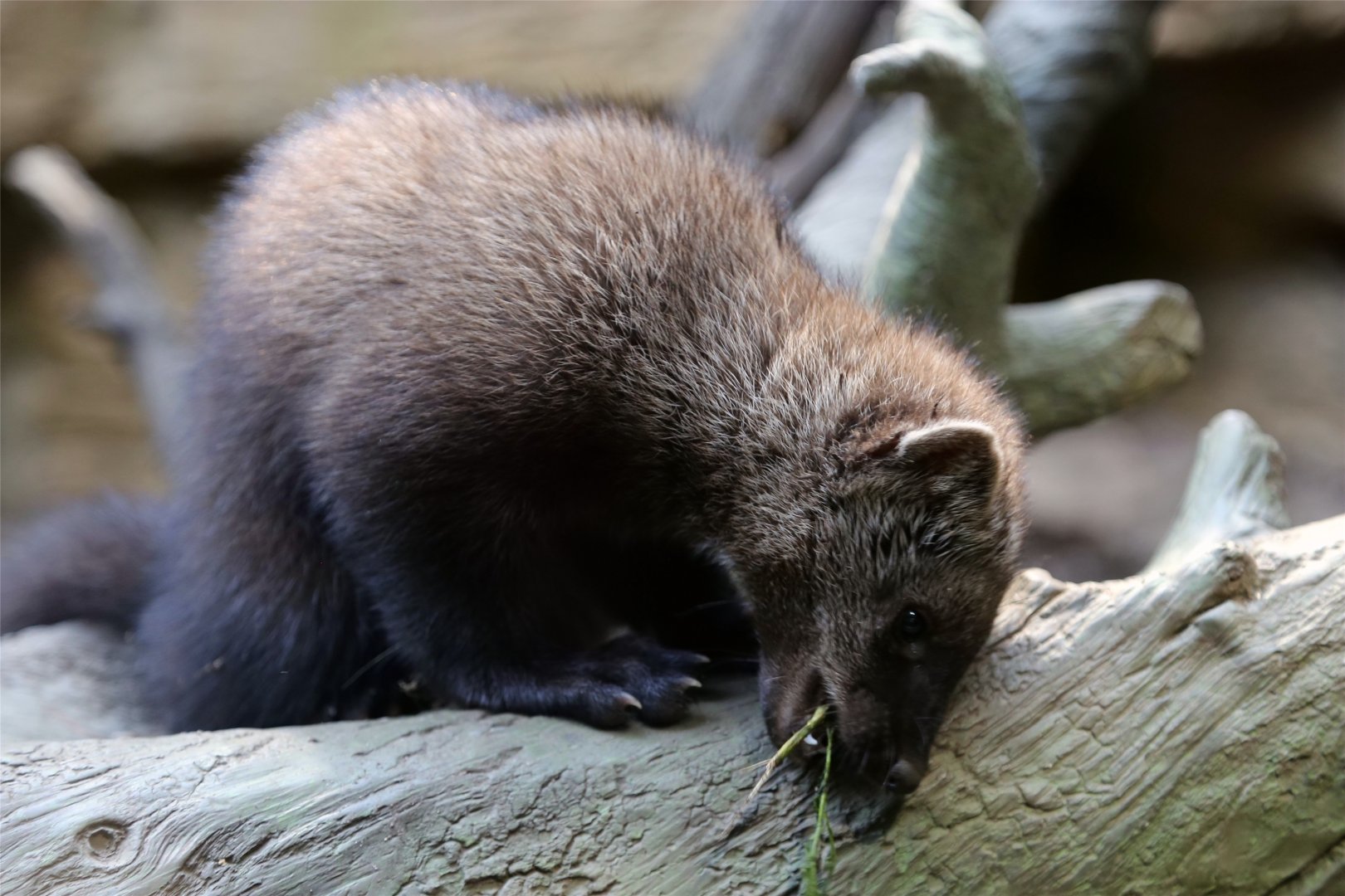Fisher (Martes pennanti)