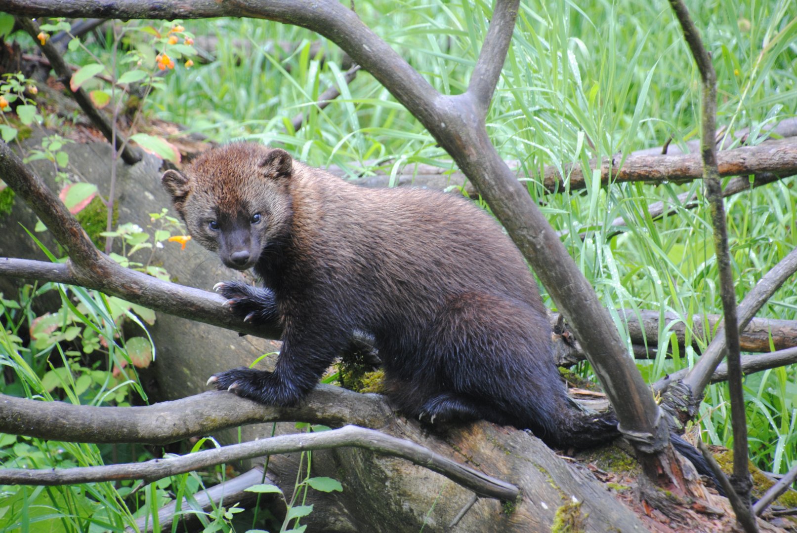 Fisher (Mixed Forest section)