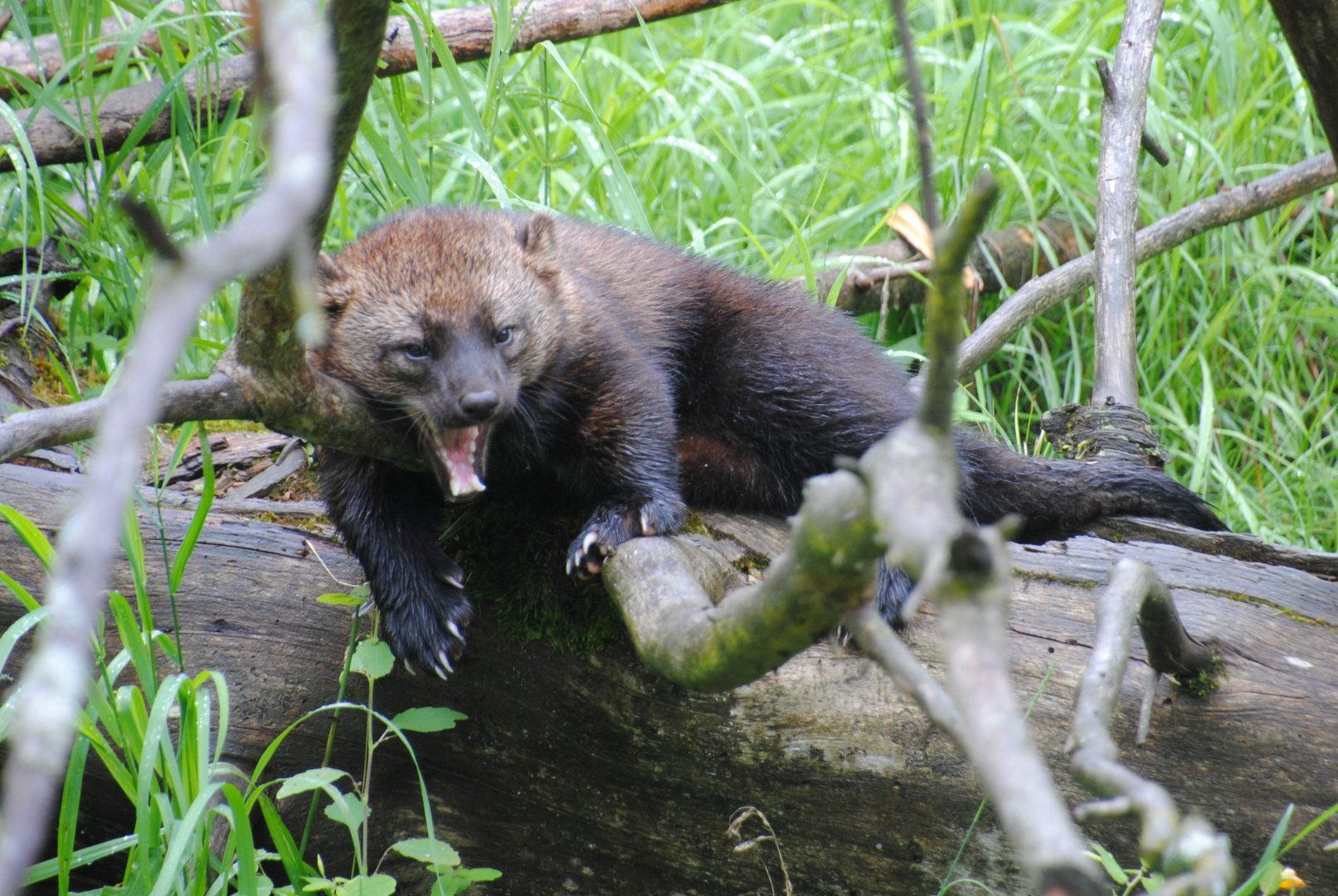 Fisher (Mixed Forest section)