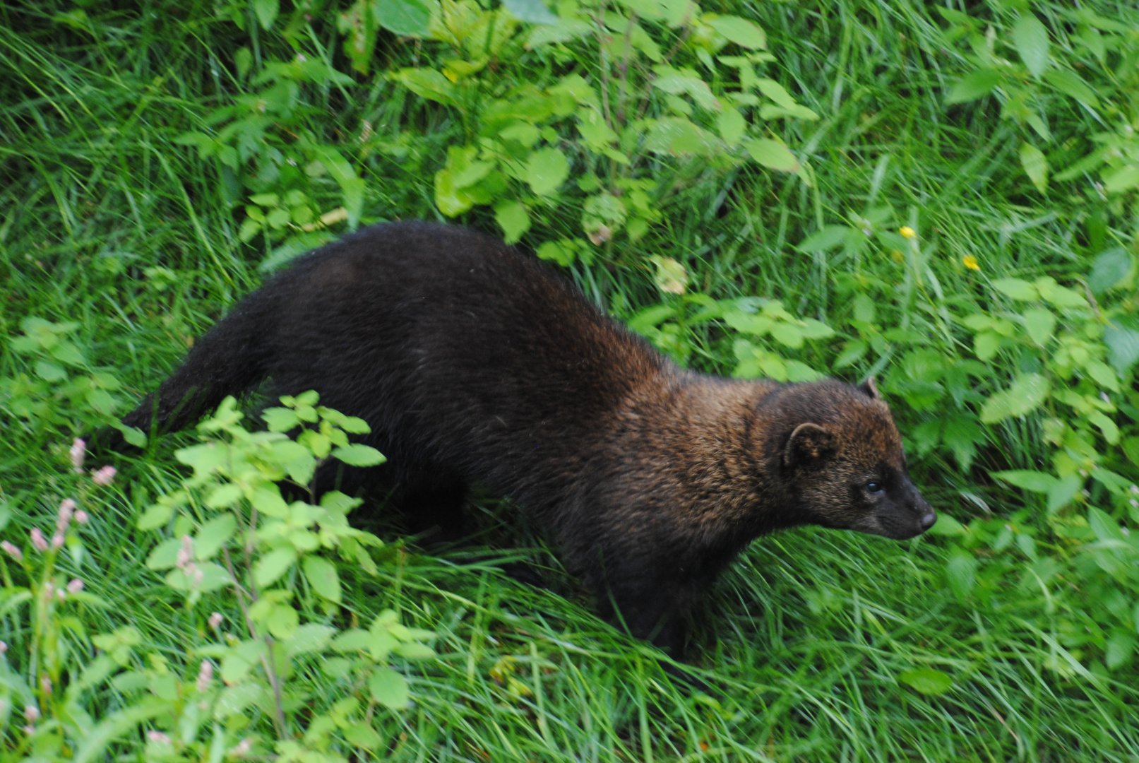 Fisher (Mixed Forest section)