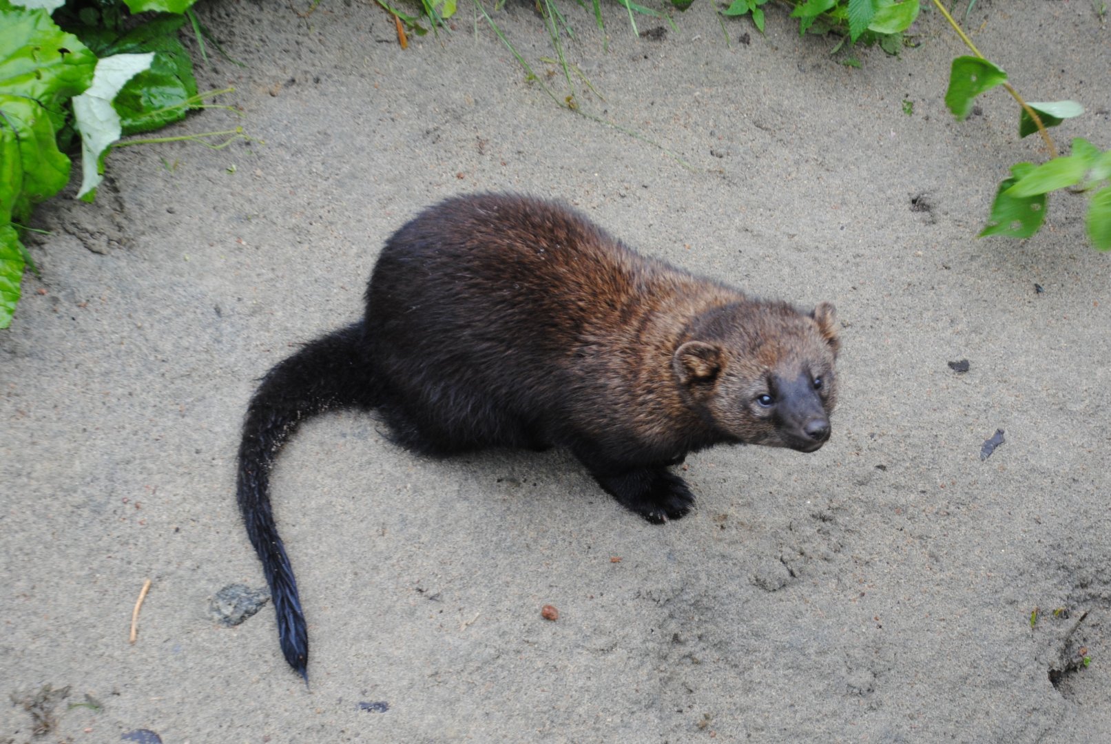 Fisher (Mixed Forest section)