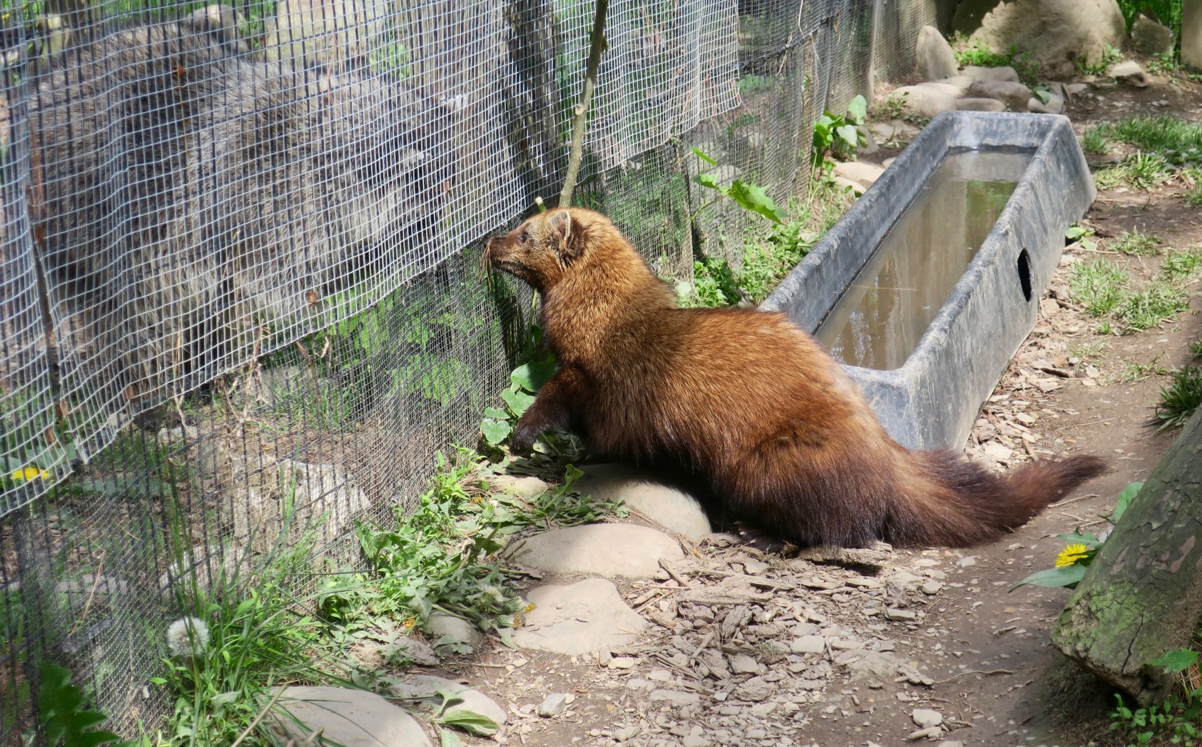 Fisher (Pekania pennanti) and Raccoon (Procyon lotor) size comparison
