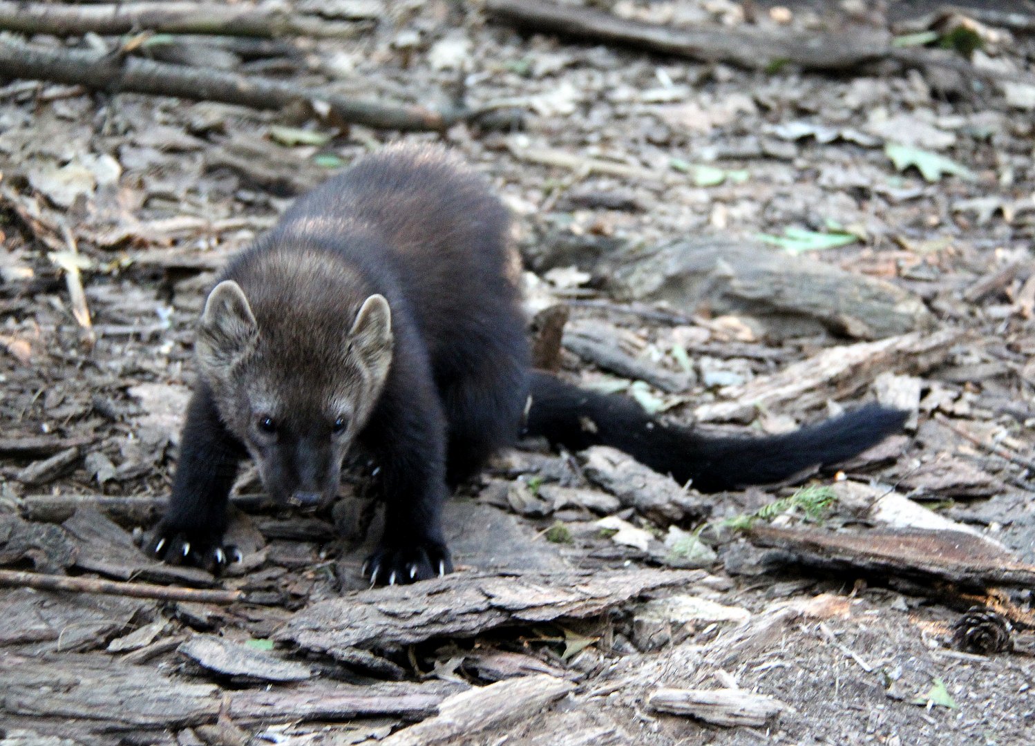 fisher (Pekania pennanti)