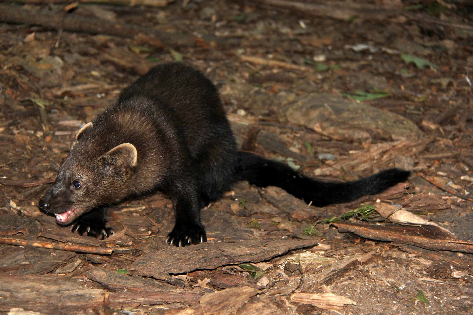 fisher (Pekania pennanti)