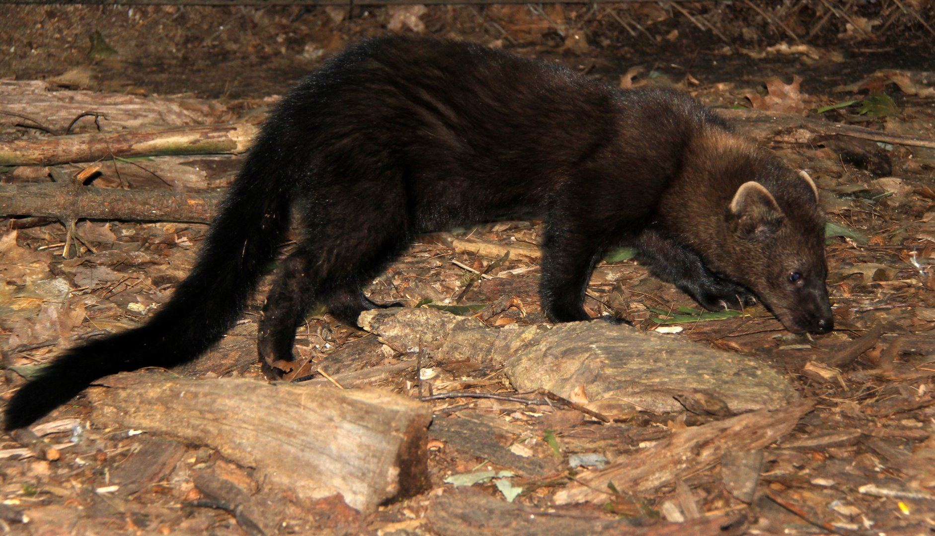 fisher (Pekania pennanti)