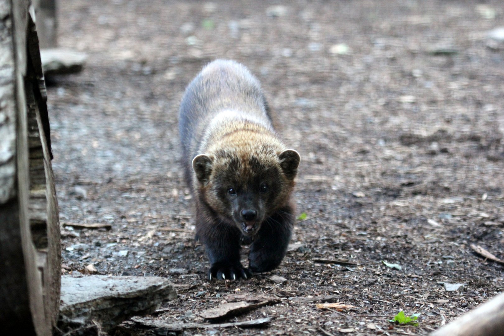fisher (Pekania pennanti)