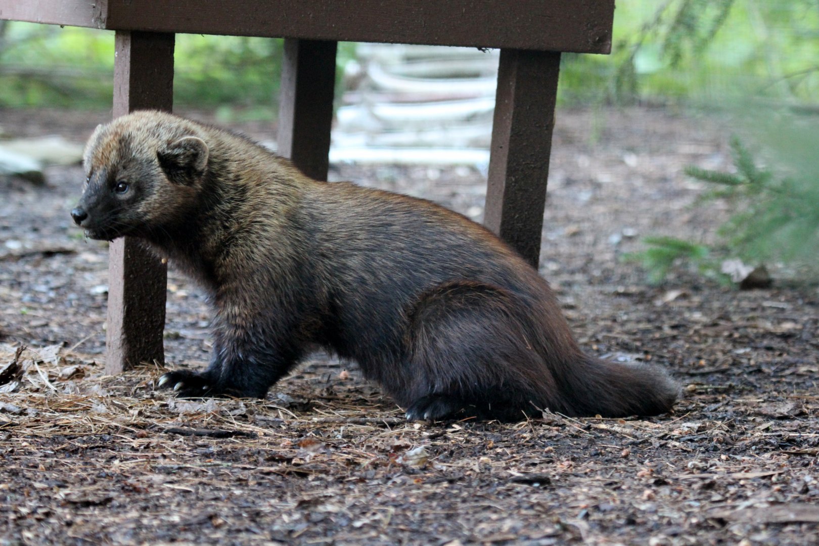 fisher (Pekania pennanti)