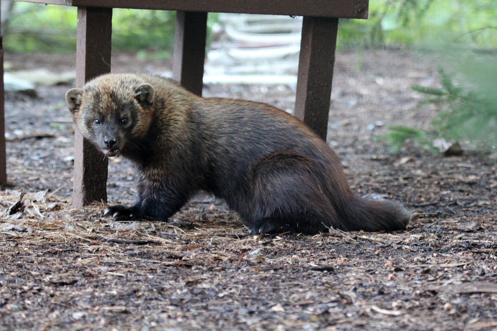 fisher (Pekania pennanti)