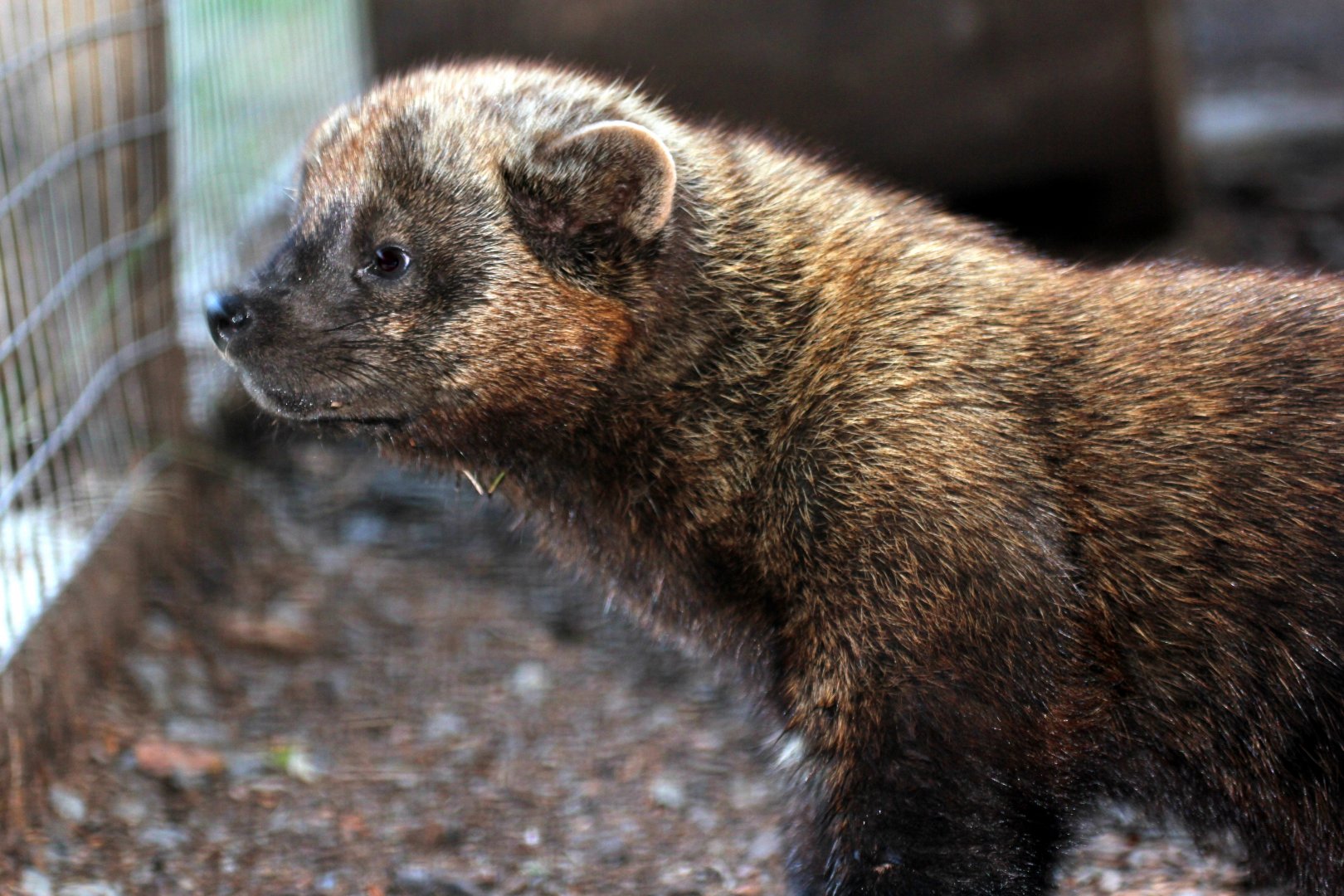 fisher (Pekania pennanti)