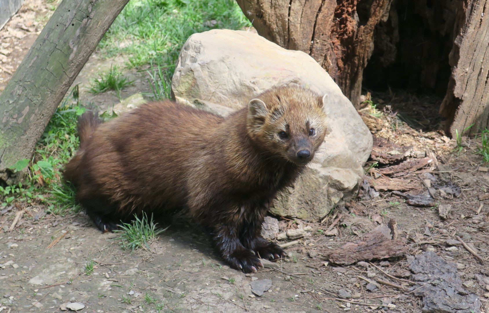 Fisher (Pekania pennanti)
