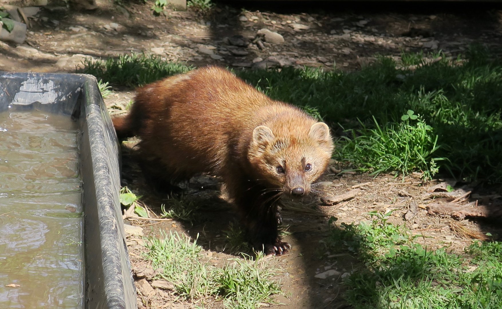 Fisher (Pekania pennanti)