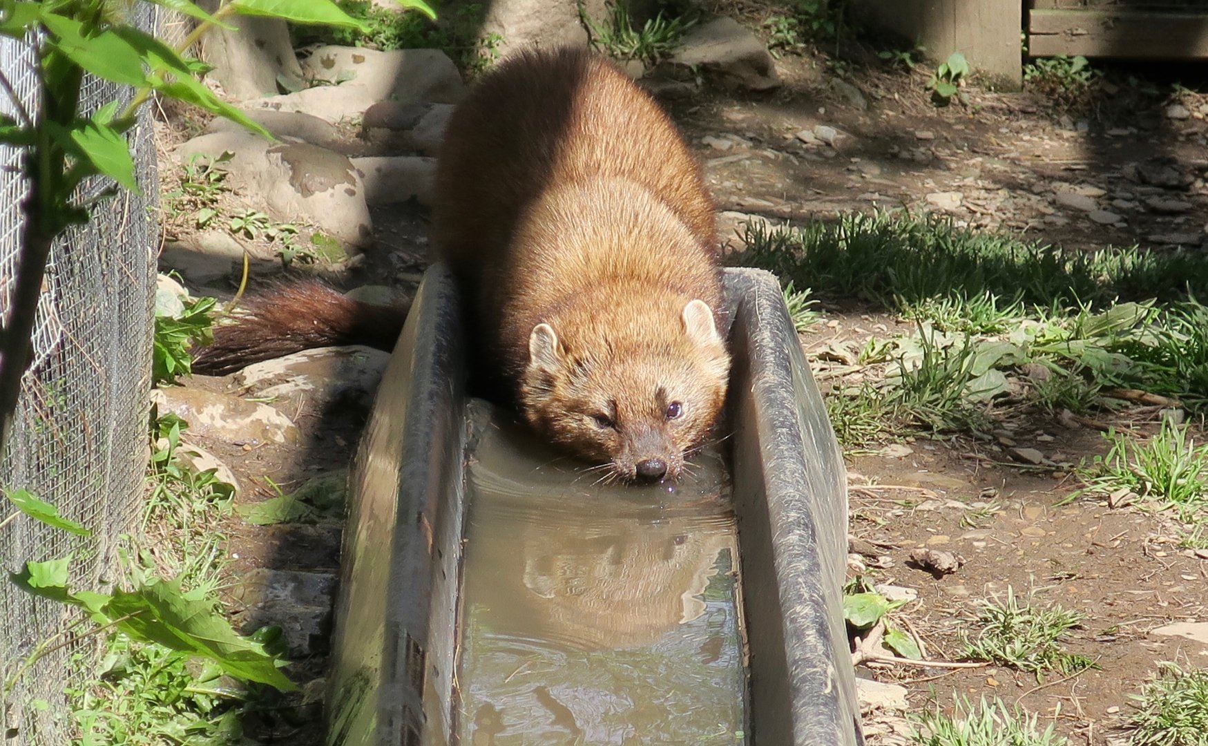 Fisher (Pekania pennanti)